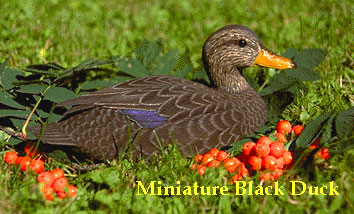 Black Duck miniature